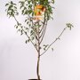 Perenboom 'Bonne Louise' laagstam